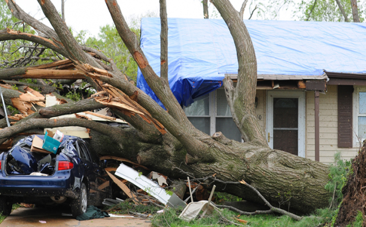 Florida storm tree damage service
