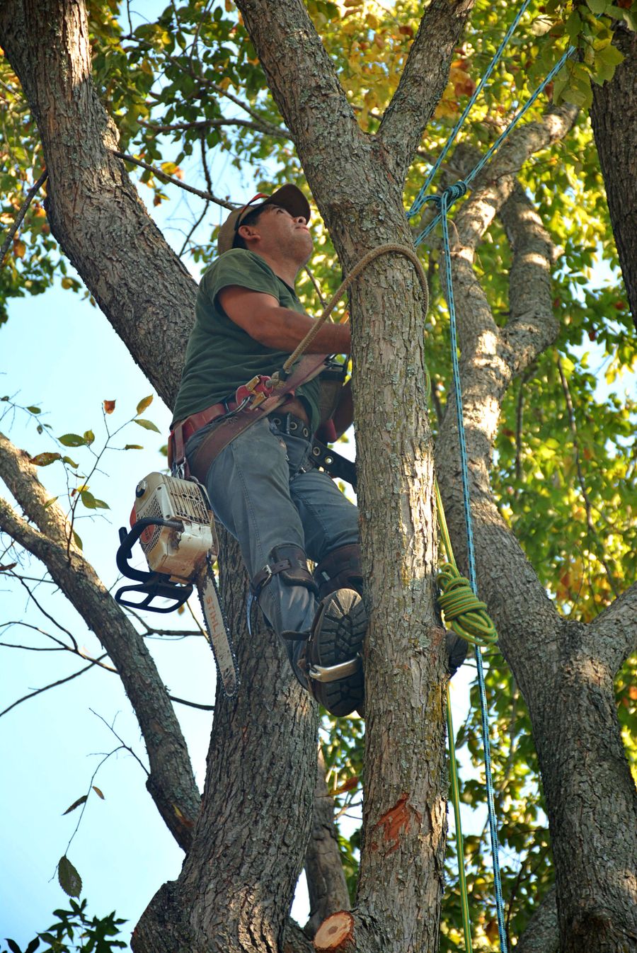Climb High Tree Care job site photo 1