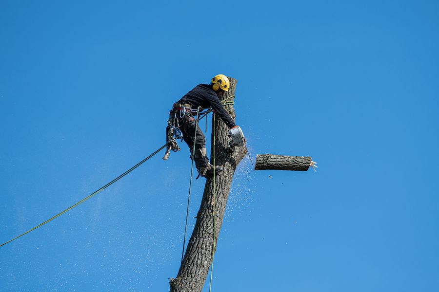 Climb High Tree Care job site photo 4