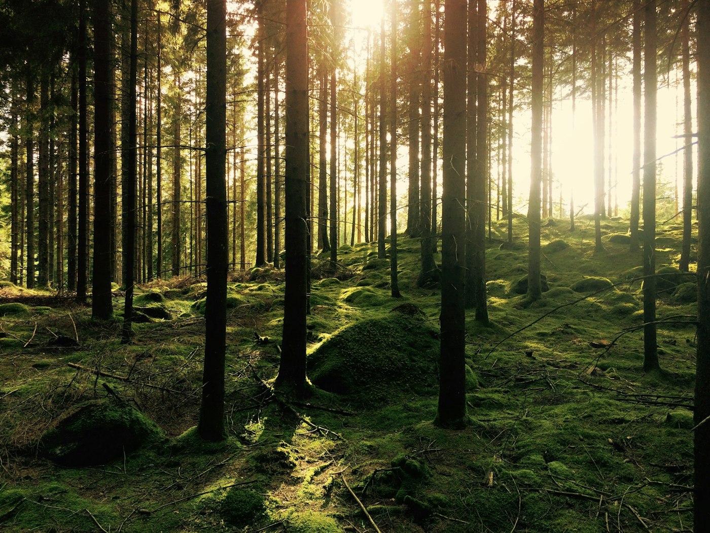 Sunlight through a Florida forest cared for by Climb High Tree Care