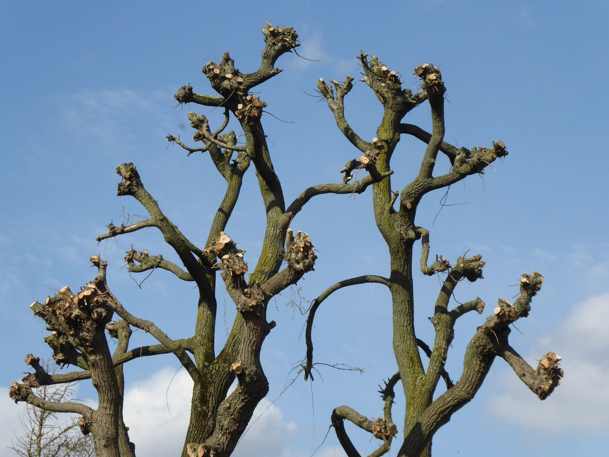 Tree Pruning service by Climb High Tree Care