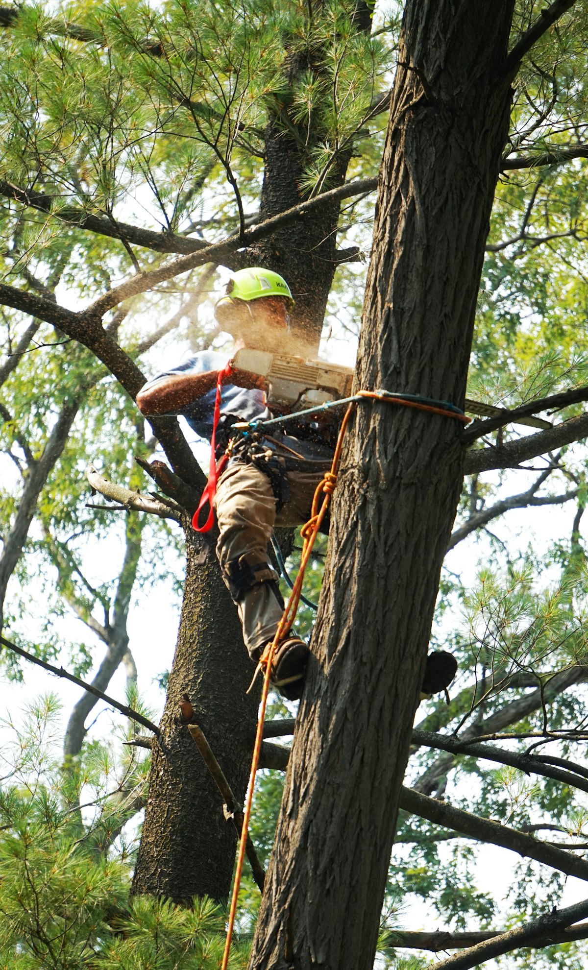Tree Removal service by Climb High Tree Care